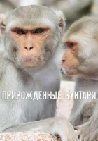  Прирожденные бунтари смотреть онлайн тв шоу 2018 в HD