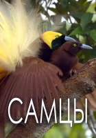  Самцы смотреть онлайн тв шоу 2019 в HD