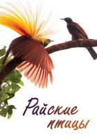  Райские птицы смотреть онлайн тв шоу 2014 в HD